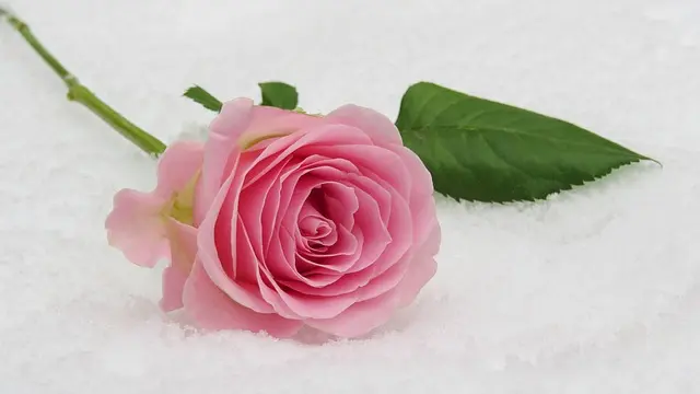 Comment choisir le gâteau parfait pour des noces d'or